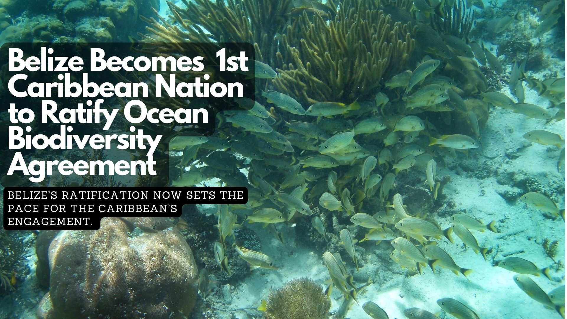 Belize Becomes First Caribbean Nation to Ratify Ocean Biodiversity Agreement 