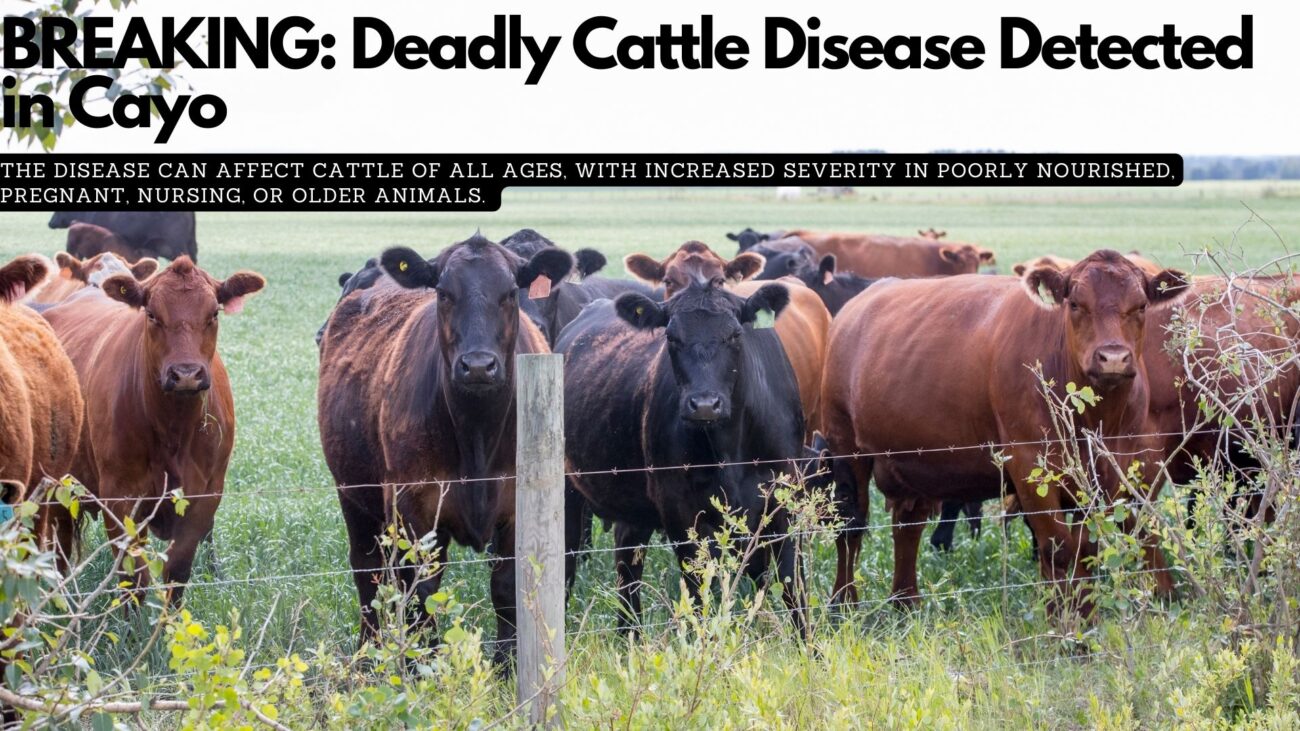 BREAKING: Deadly Cattle Disease Detected in Cayo 