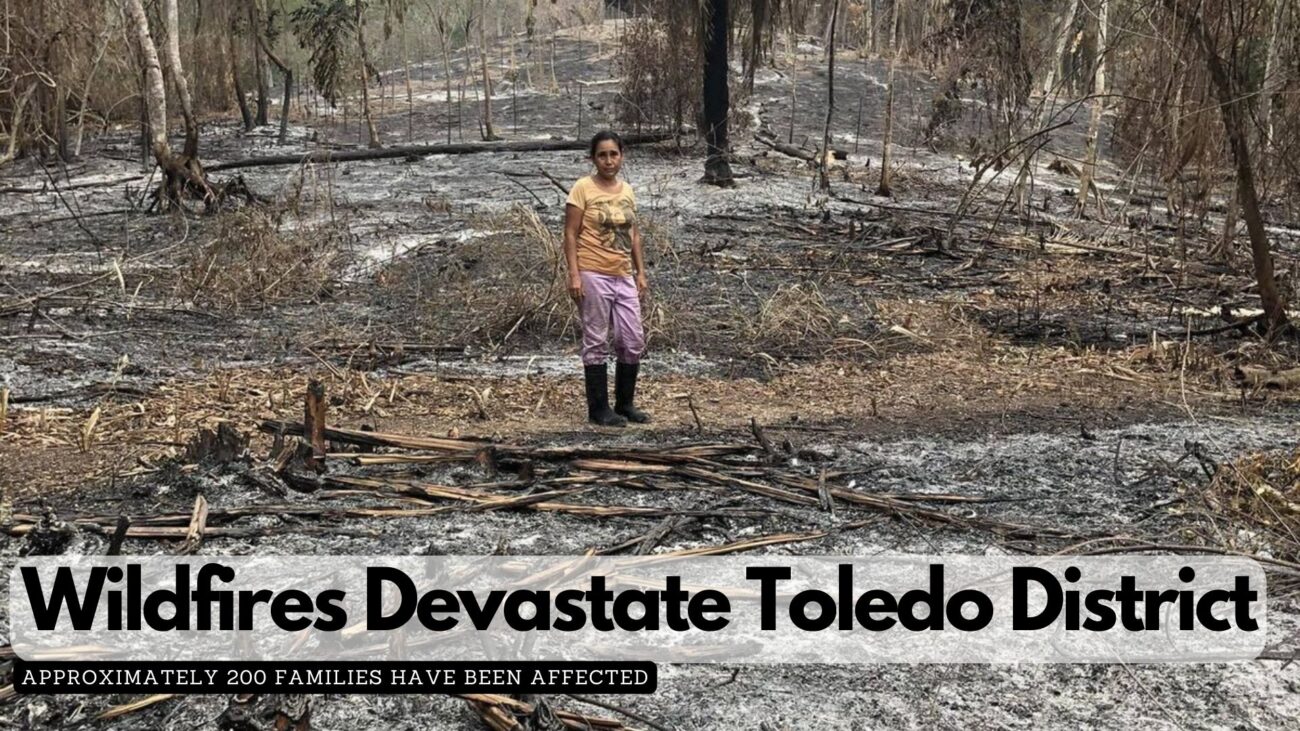 Wildfires Devastate Toledo District