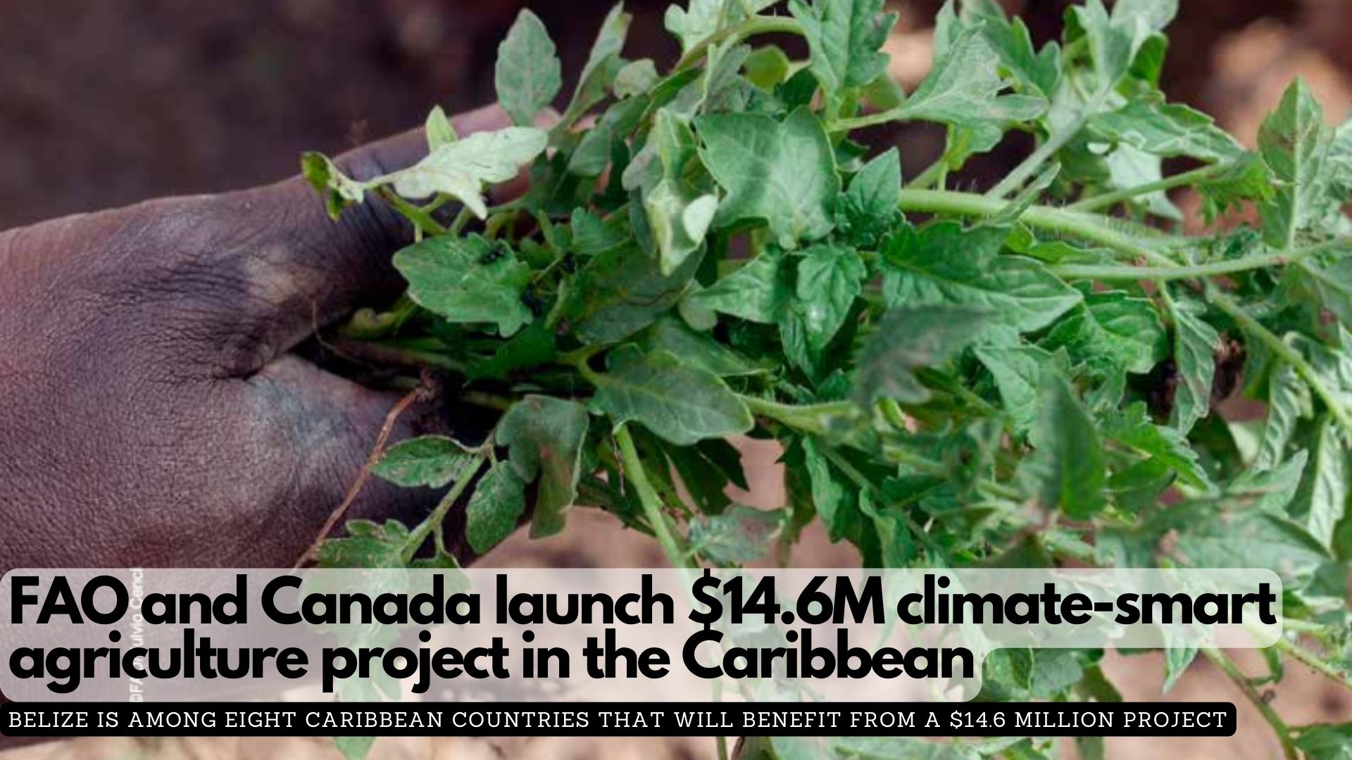 FAO and Canada launch $14.6M climate-smart agriculture project in the Caribbean