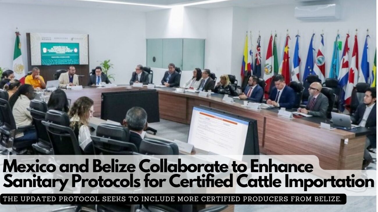 Mexico and Belize Collaborate to Enhance Sanitary Protocols for Certified Cattle Importation