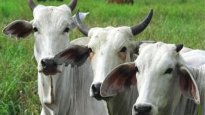 Mexico and Belize Collaborate to Enhance Sanitary Protocols for Certified Cattle Importation