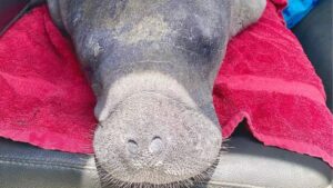 Injured Manatee Calf Rescued and Rehabilitated