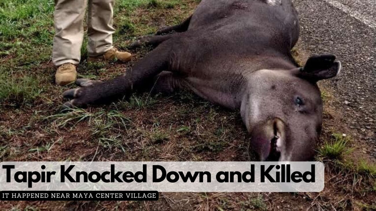 Tapir Knocked Down and Killed