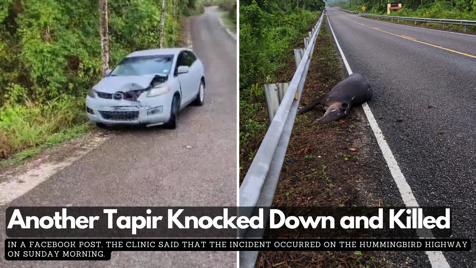 Another Tapir Knocked Down and Killed