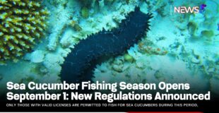 Sea Cucumber Fishing Season Opens September 1: New Regulations Announced