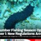 Sea Cucumber Fishing Season Opens September 1: New Regulations Announced