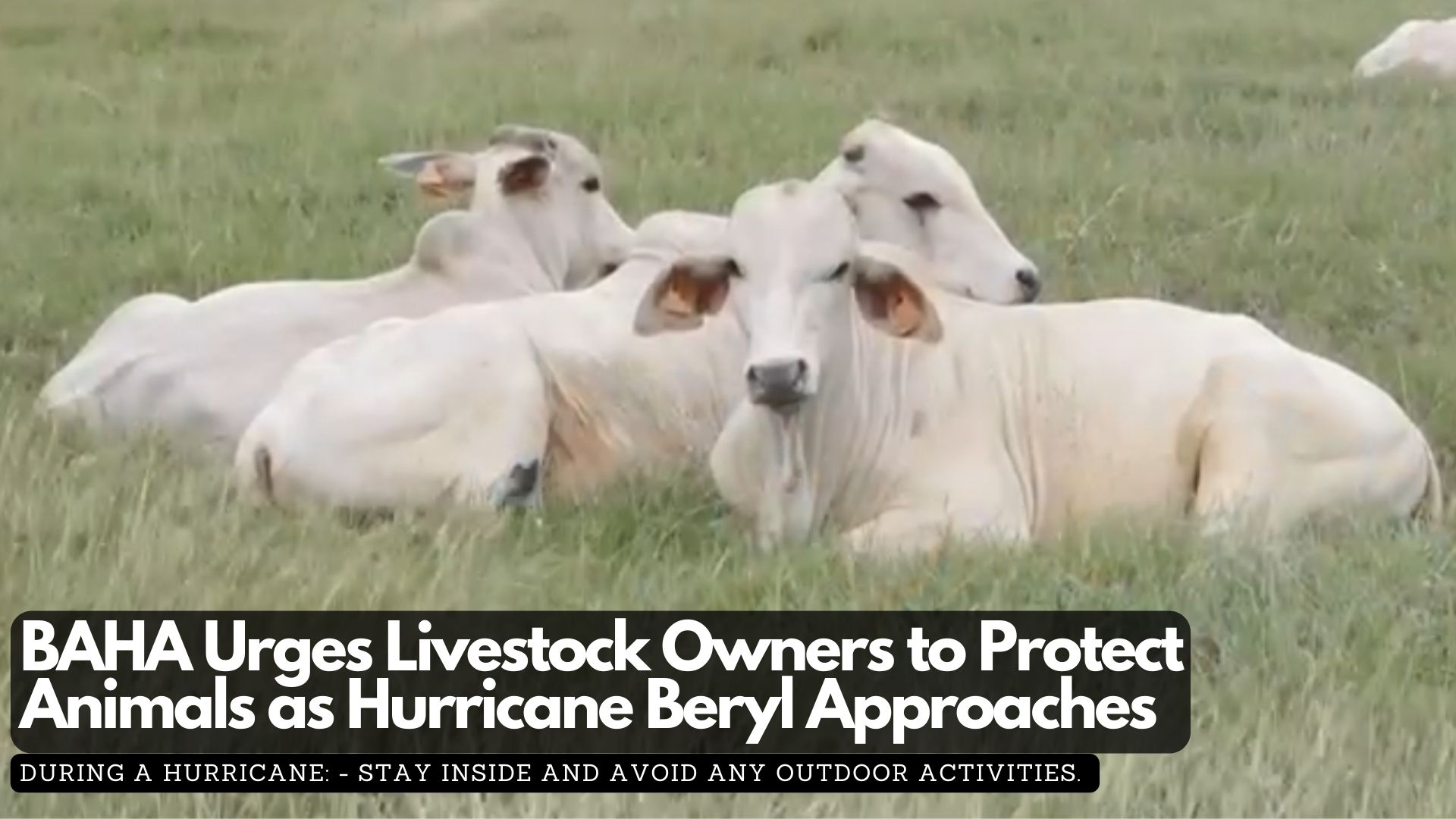 BAHA Urges Livestock Owners to Protect Animals as Hurricane Beryl Approaches