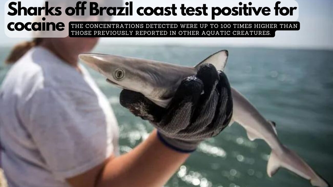 Sharks off Brazil coast test positive for cocaine