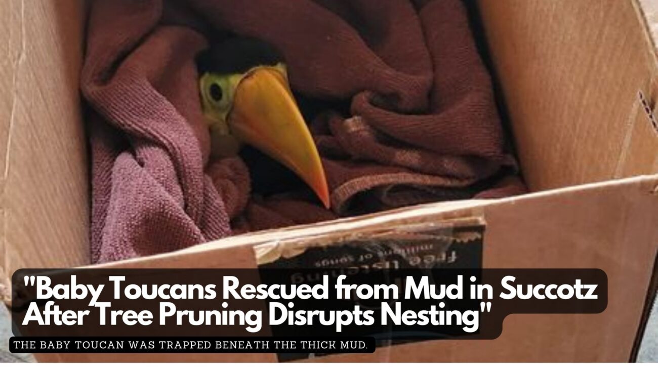 Baby Toucans Rescued from Mud in Succotz After Tree Pruning Disrupts Nesting