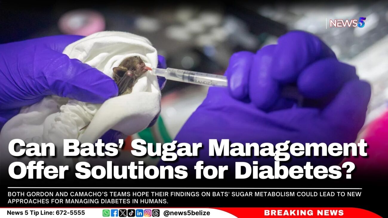 Can Bats’ Sugar Management Offer Solutions for Diabetes?