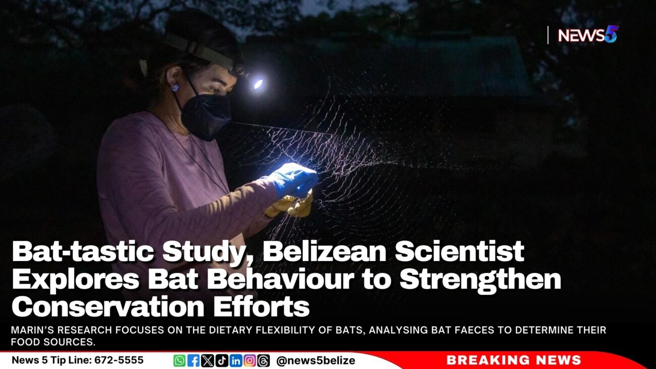 Bat-tastic Study, Belizean Scientist Explores Bat Behaviour to Strengthen Conservation Efforts