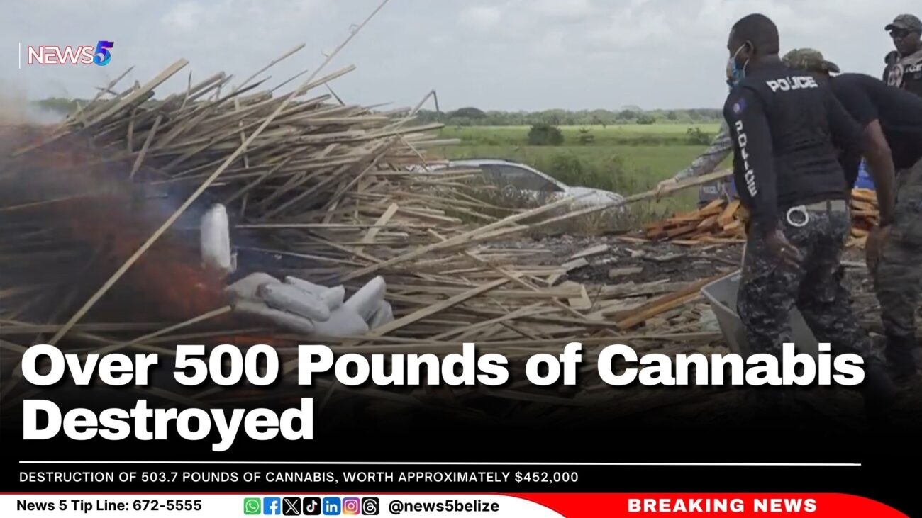 Over 500 Pounds of Cannabis Destroyed