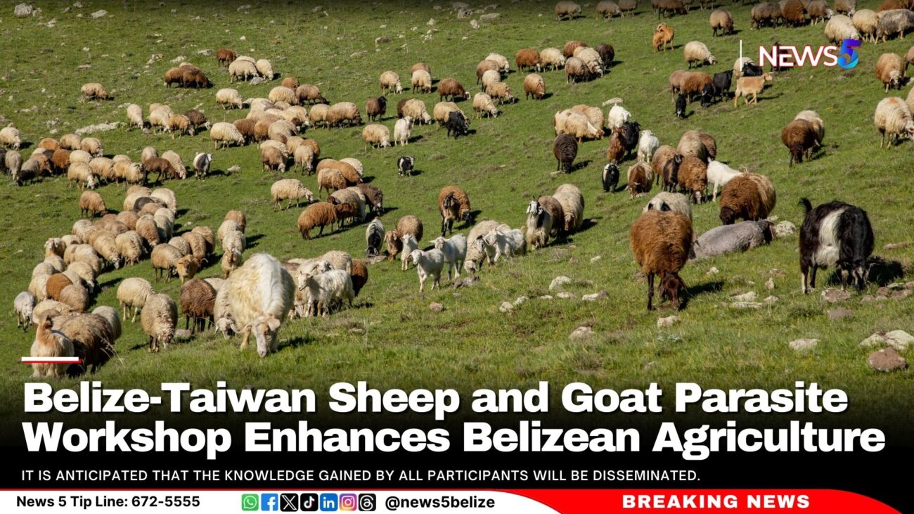 Belize-Taiwan Sheep and Goat Parasite Workshop Enhances Belizean Agriculture