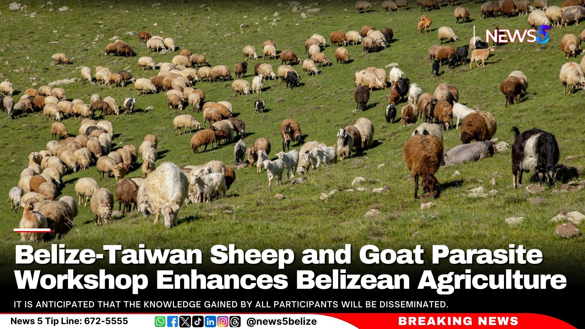 Belize-Taiwan Sheep and Goat Parasite Workshop Enhances Belizean Agriculture