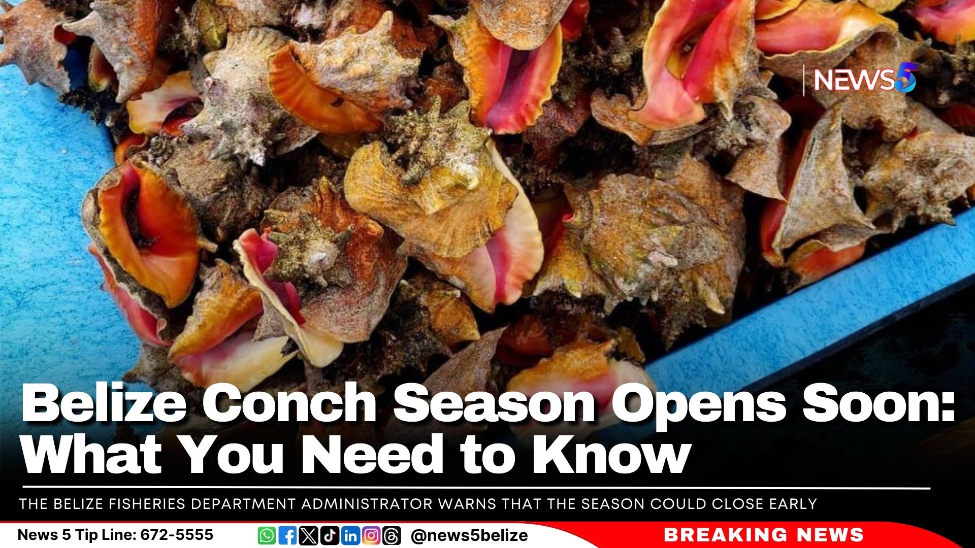 Belize Conch Season Opens Soon: What You Need to Know