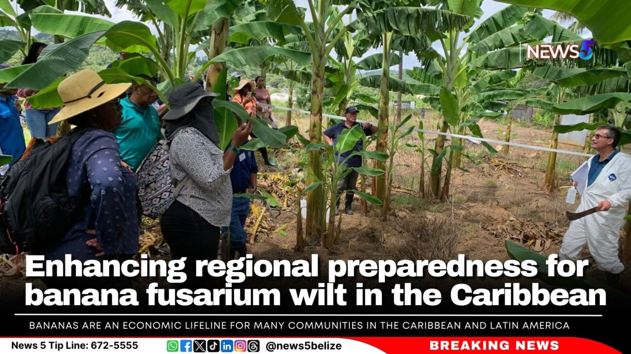 Enhancing regional preparedness for banana fusarium wilt in the Caribbean