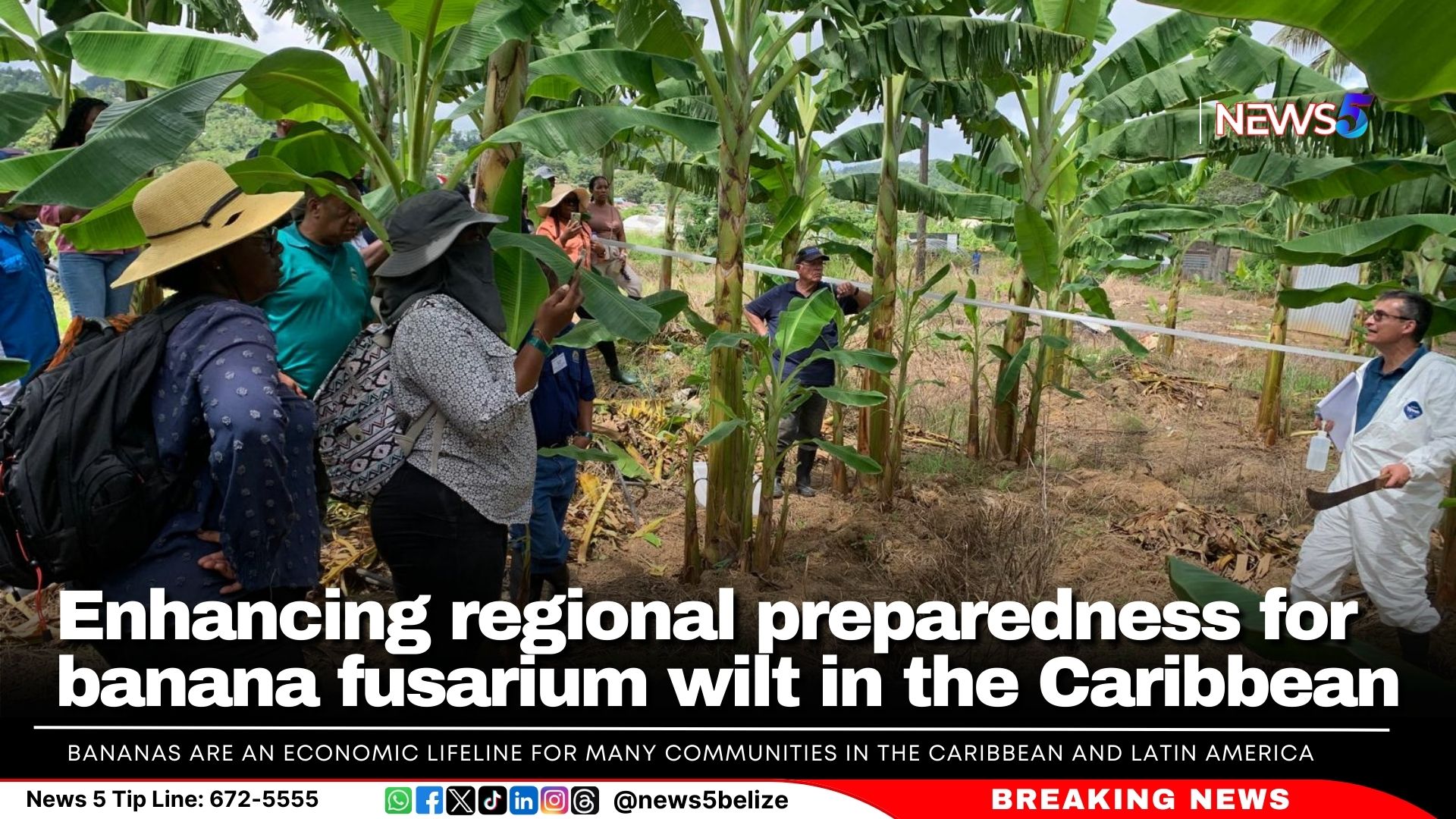 Enhancing regional preparedness for banana fusarium wilt in the Caribbean