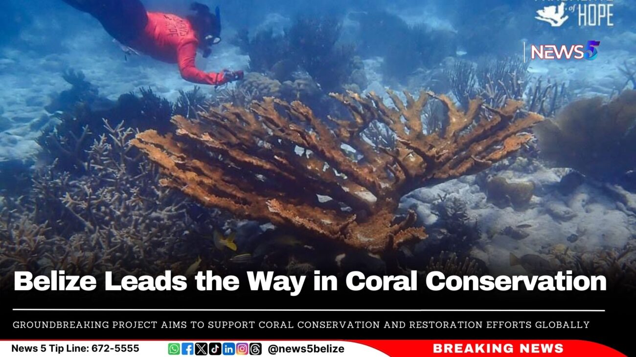 Belize Leads the Way in Coral Conservation