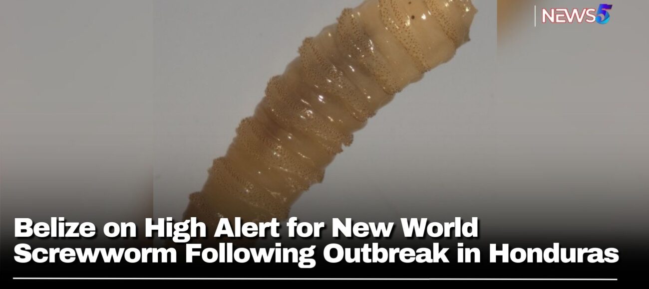 Belize on High Alert for New World Screwworm Following Outbreak in Honduras