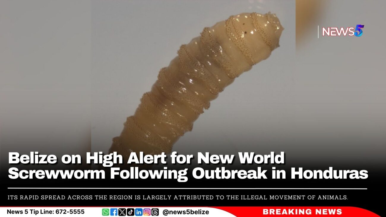 Belize on High Alert for New World Screwworm Following Outbreak in Honduras