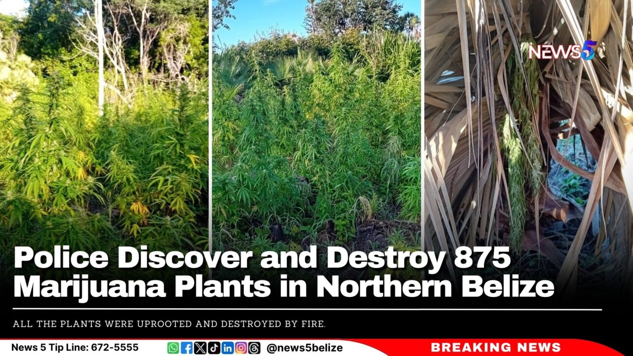 Police Discover and Destroy 875 Marijuana Plants in Northern Belize