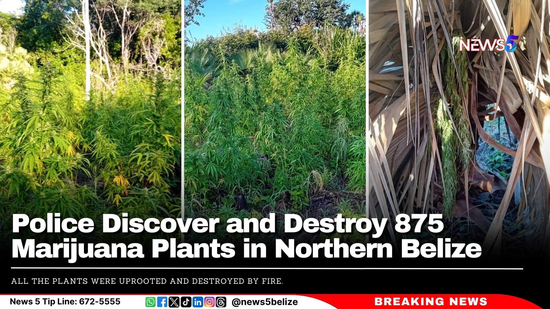 Police Discover and Destroy 875 Marijuana Plants in Northern Belize