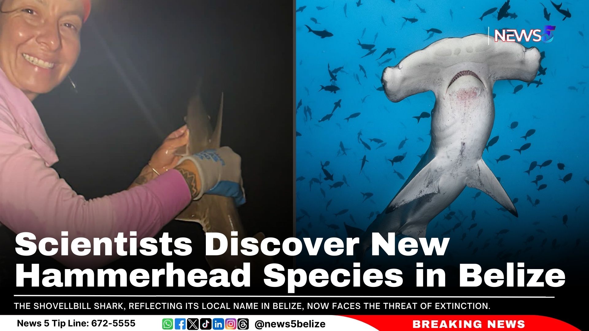 Scientists Discover New Hammerhead Species in Belize