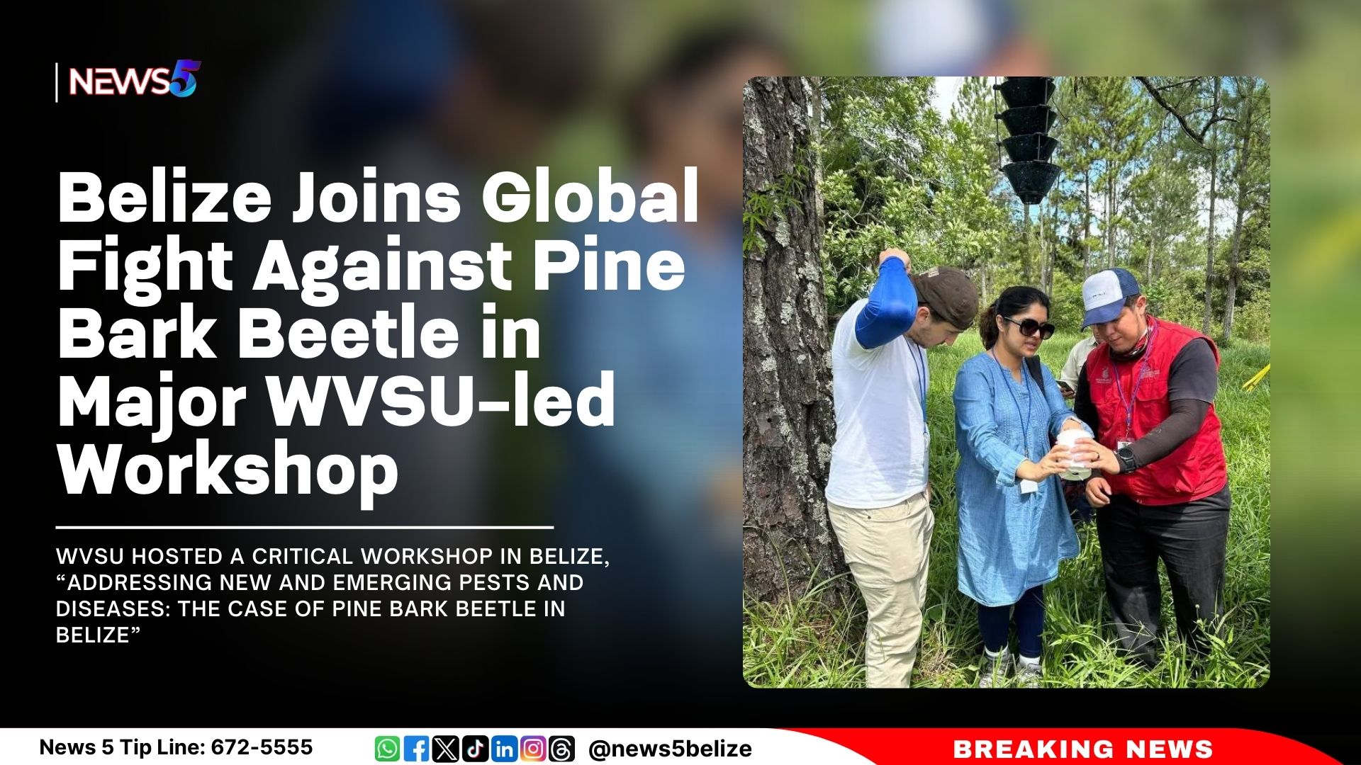 Belize Joins Global Fight Against Pine Bark Beetle in Major WVSU-led Workshop