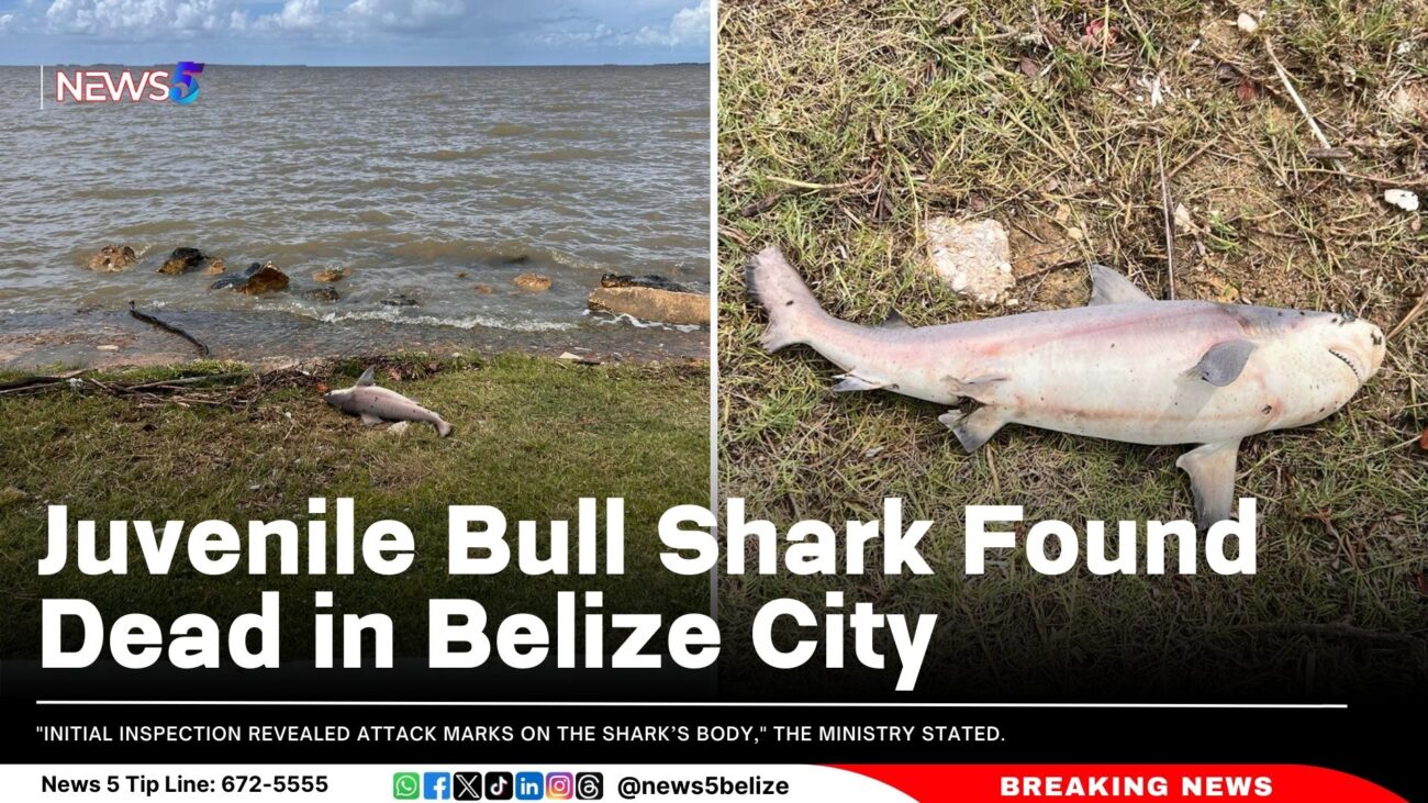 Juvenile Bull Shark Found Dead in Belize City