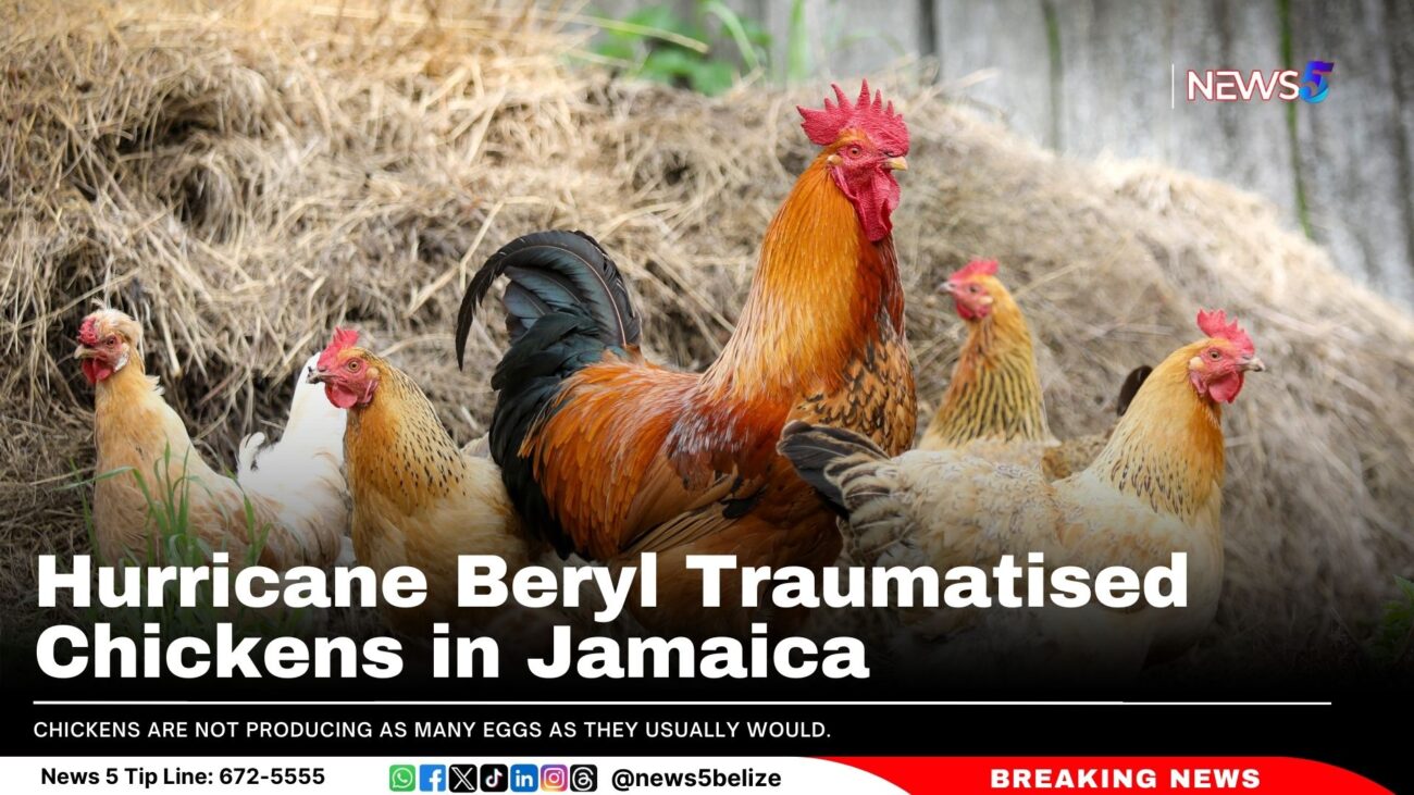 Hurricane Beryl Traumatised Chickens in Jamaica 