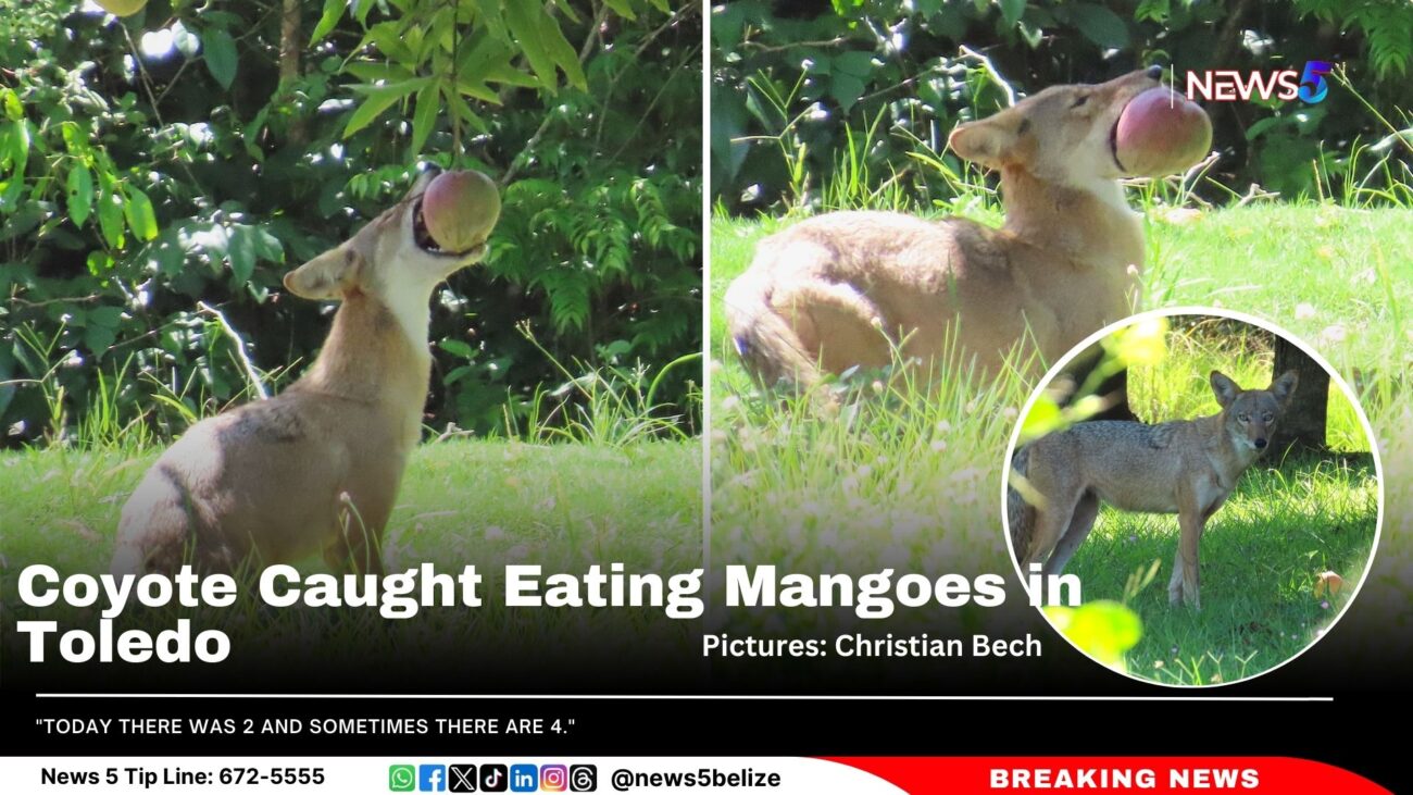 Coyote Caught Eating Mangoes in Toledo