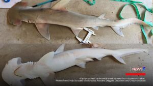 Scientists Discover New Hammerhead Species in Belize