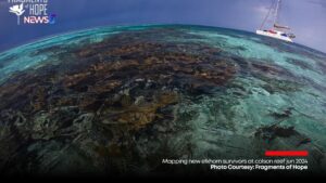 Belize is at the forefront of a new international project led by renowned marine scientist Prof. Iliana Baums, set to revolutionise coral restoration efforts in the Caribbean and beyond.