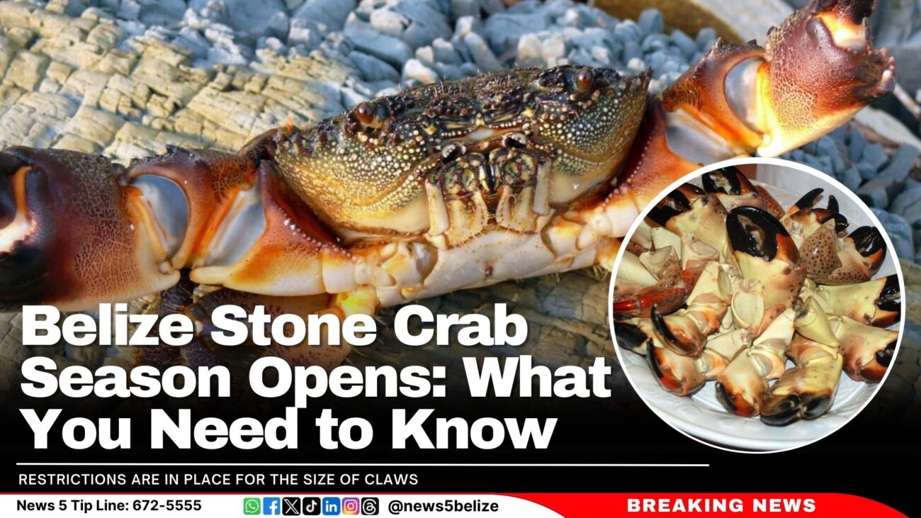 Belize Stone Crab Season Opens: What You Need to Know