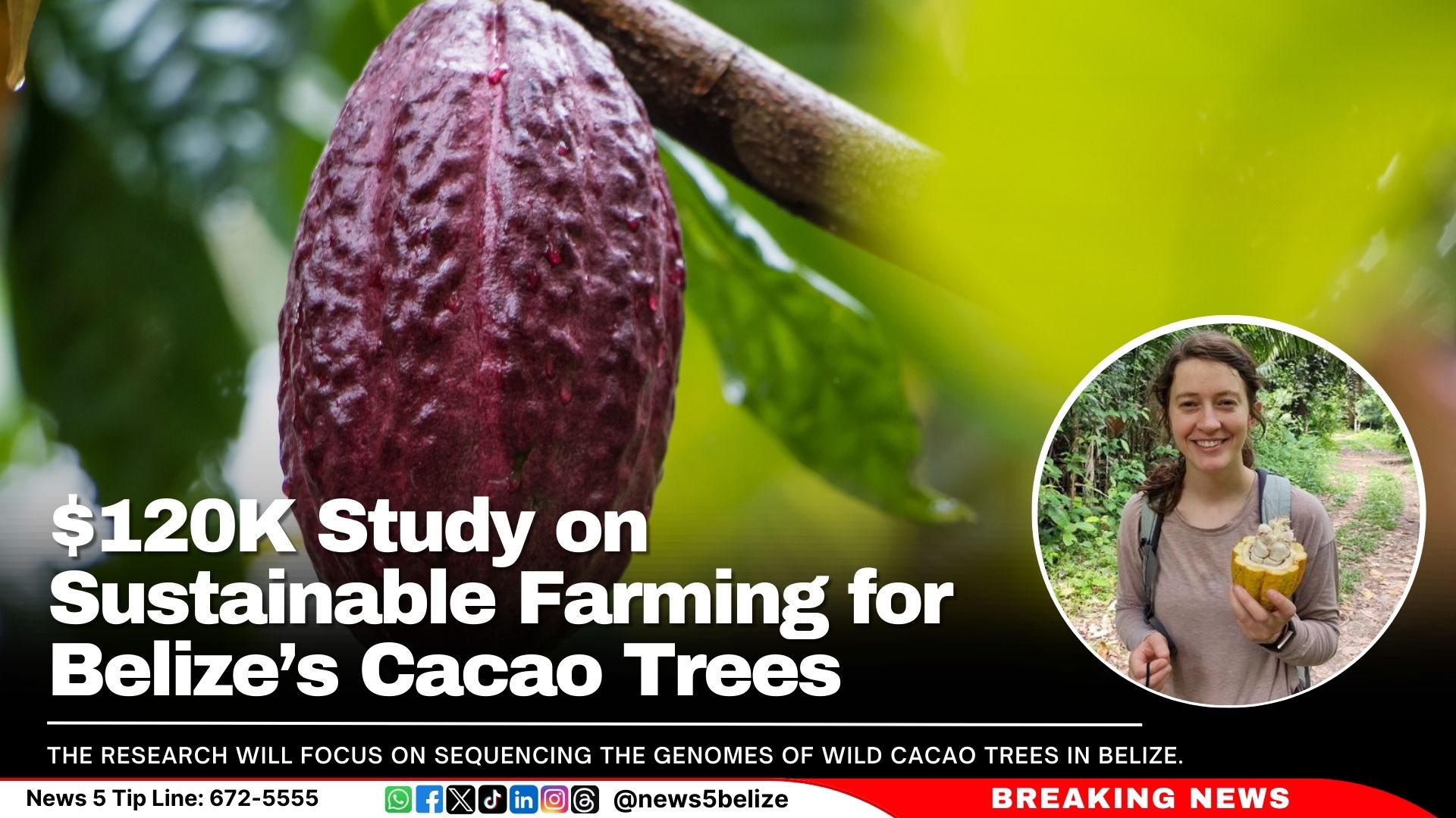 $120K Study on Sustainable Farming for Belize’s Cacao Trees