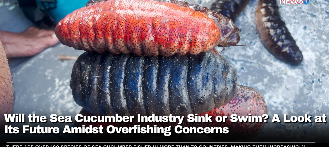 Will the Sea Cucumber Industry Sink or Swim? A Look at Its Future Amidst Overfishing Concerns