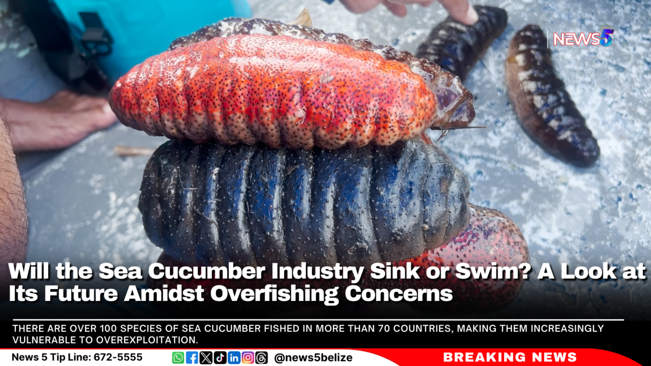 Will the Sea Cucumber Industry Sink or Swim? A Look at Its Future Amidst Overfishing Concerns