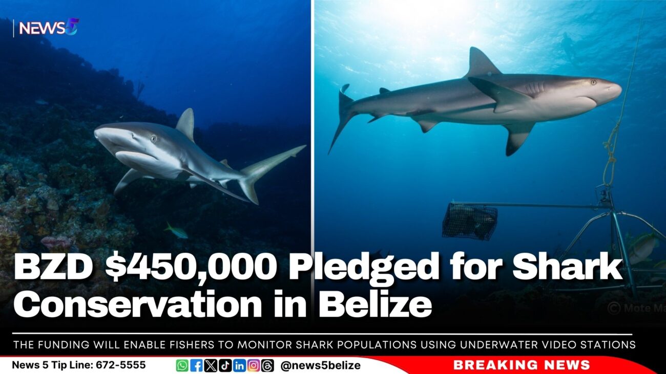 A new commitment of BZD $450,000 aims to support shark conservation efforts in Belize’s renowned Glover’s Reef, Lighthouse Reef, and Turneffe Atolls.