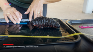 Will the Sea Cucumber Industry Sink or Swim? A Look at Its Future Amidst Overfishing Concerns