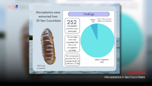 Will the Sea Cucumber Industry Sink or Swim? A Look at Its Future Amidst Overfishing Concerns