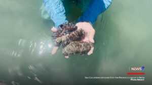 Will the Sea Cucumber Industry Sink or Swim? A Look at Its Future Amidst Overfishing Concerns