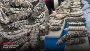 Will the Sea Cucumber Industry Sink or Swim? A Look at Its Future Amidst Overfishing Concerns