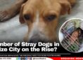 Number of Stray Dogs in Belize City on the Rise?