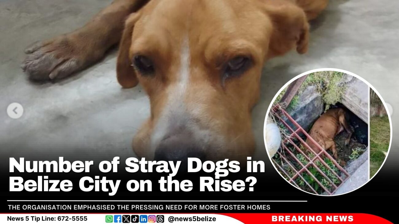 Number of Stray Dogs in Belize City on the Rise?