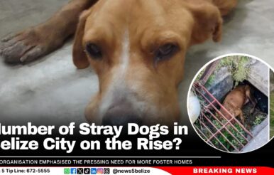 Number of Stray Dogs in Belize City on the Rise?