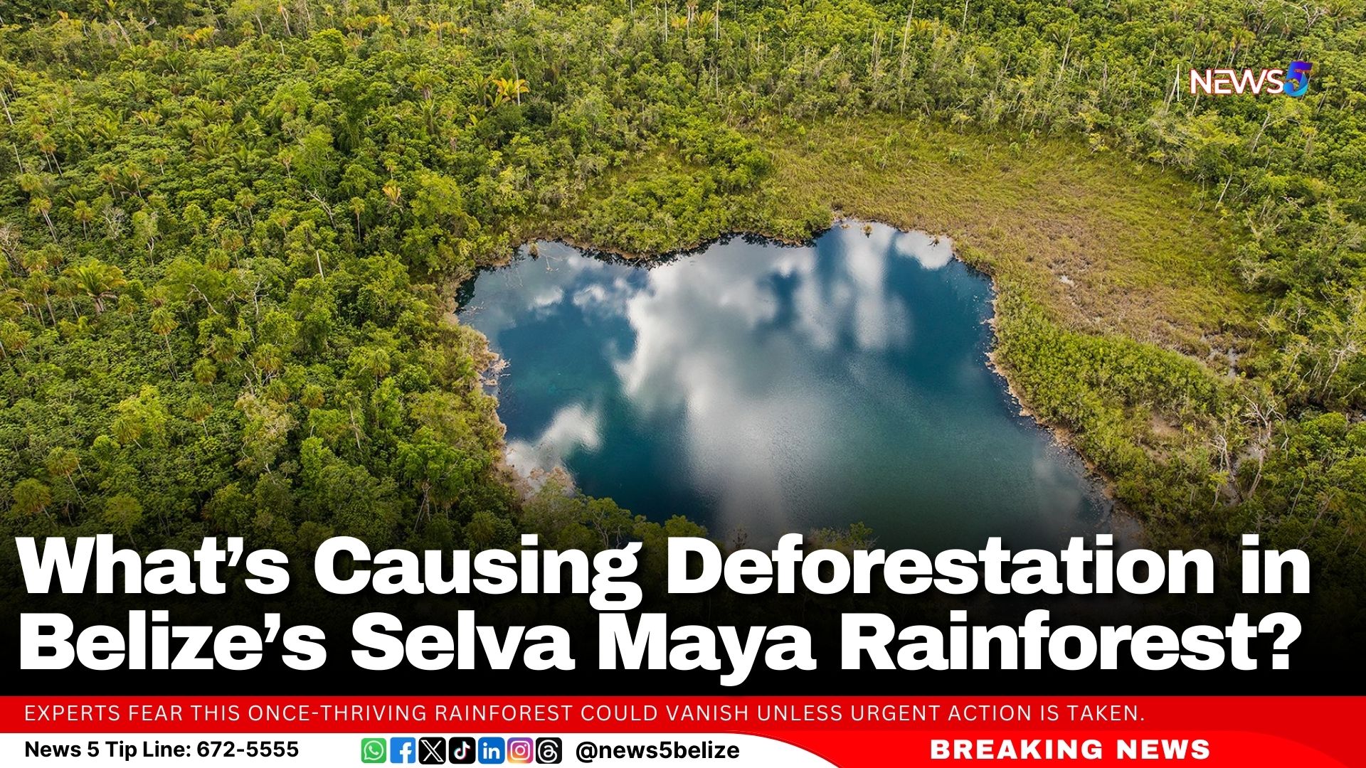 What’s Causing Deforestation in Belize’s Selva Maya Rainforest?