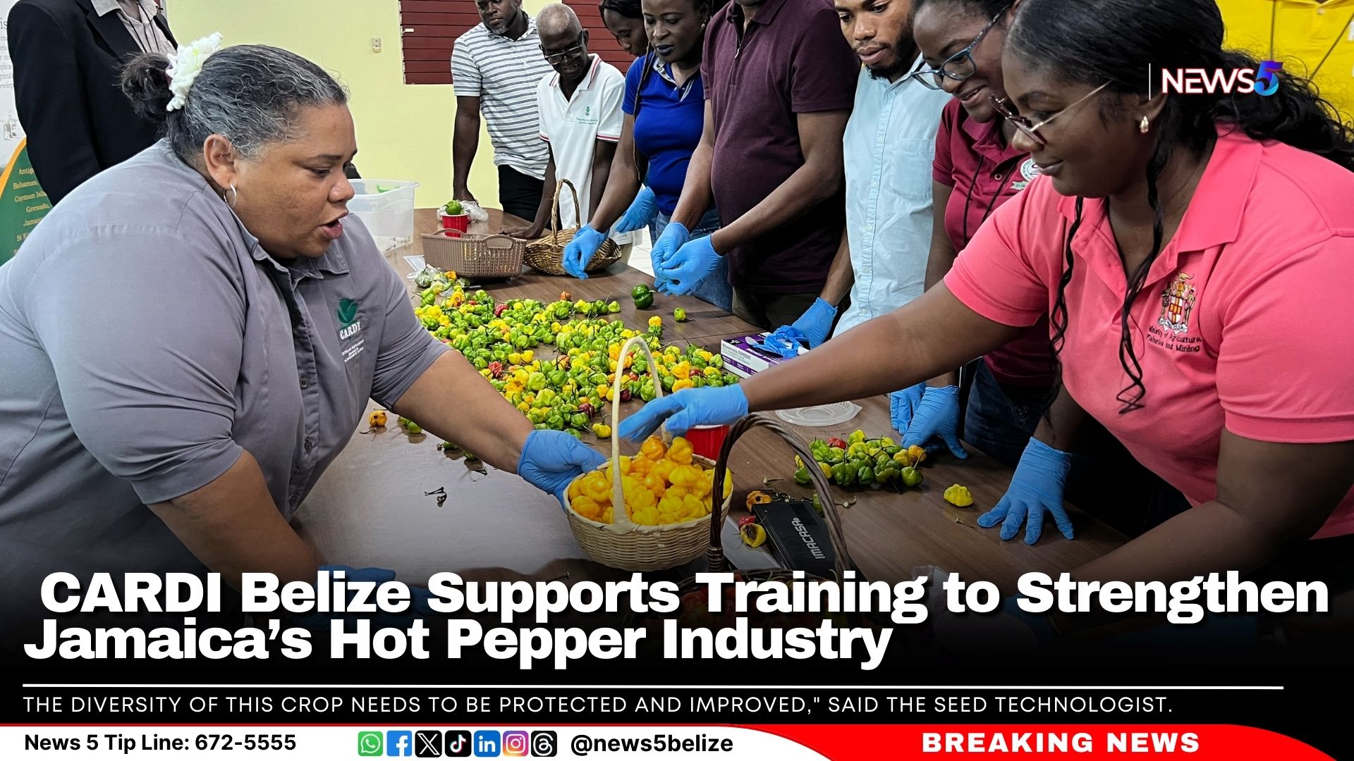 CARDI Belize Supports Training to Strengthen Jamaica’s Hot Pepper Industry