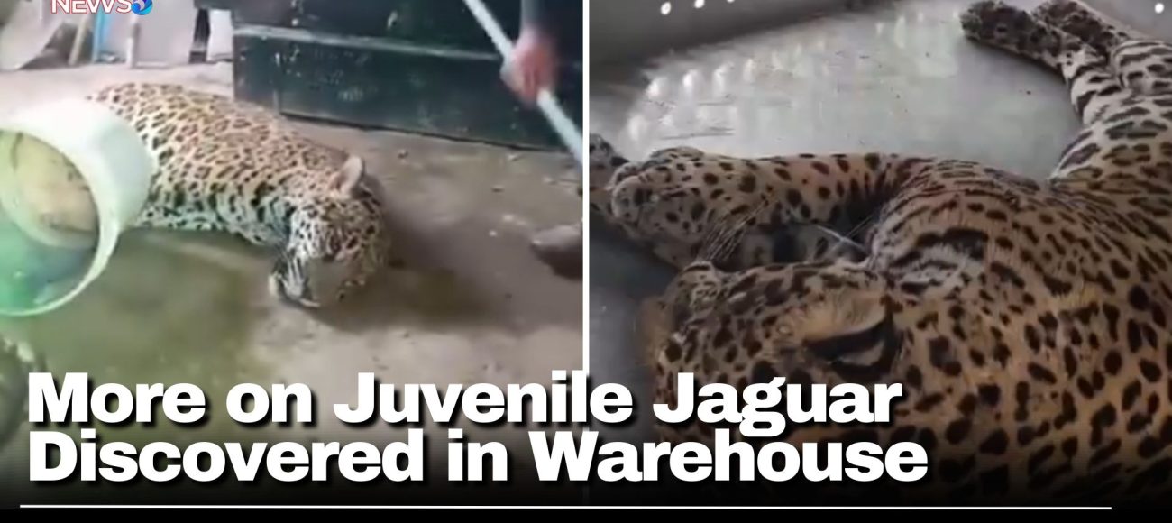 More on Juvenile Jaguar Discovered in Warehouse