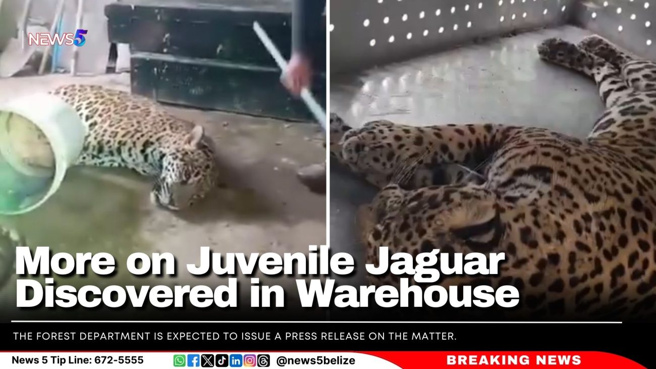 More on Juvenile Jaguar Discovered in Warehouse